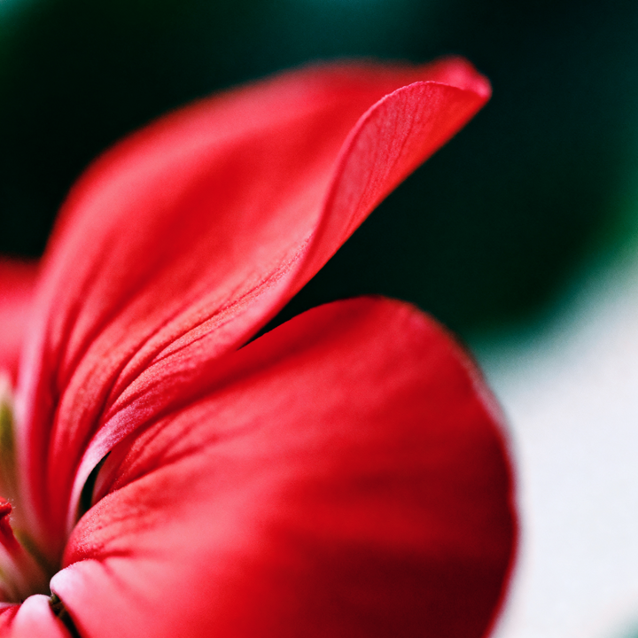 Gaea Hand & Body Cleanser