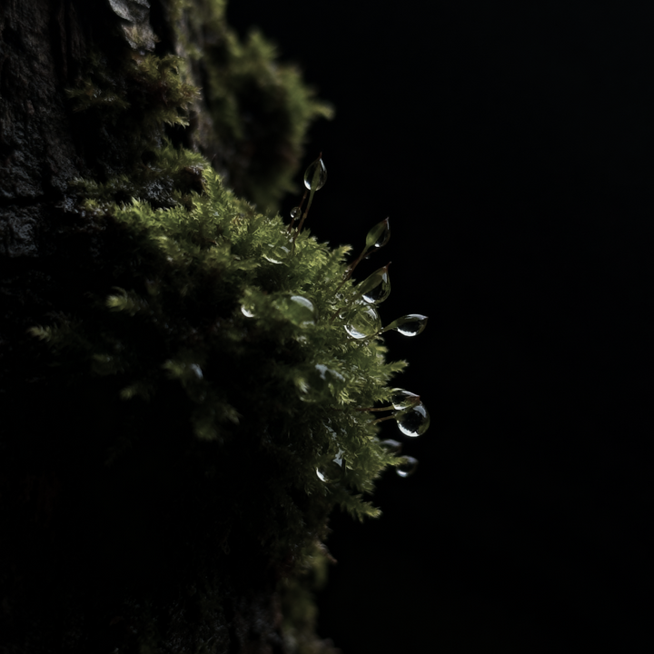 Hinoss Hand & Body Cleanser, Travel Size