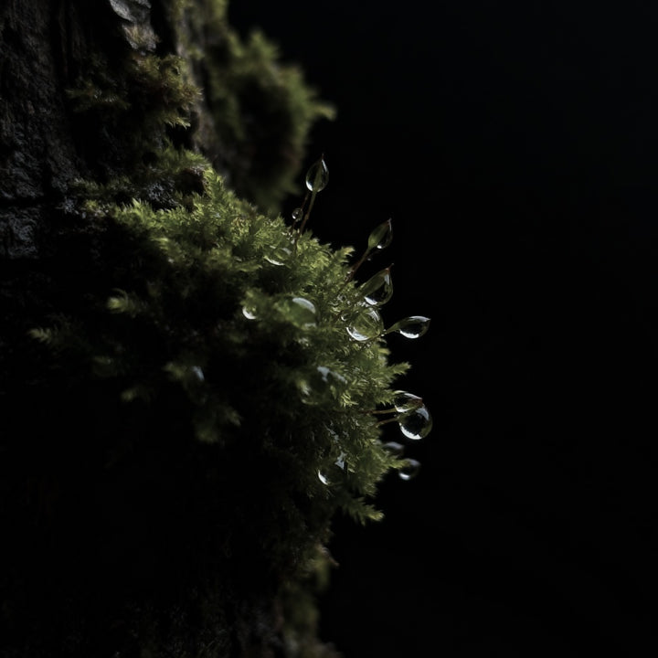 Hinoss Hand & Body Cleanser