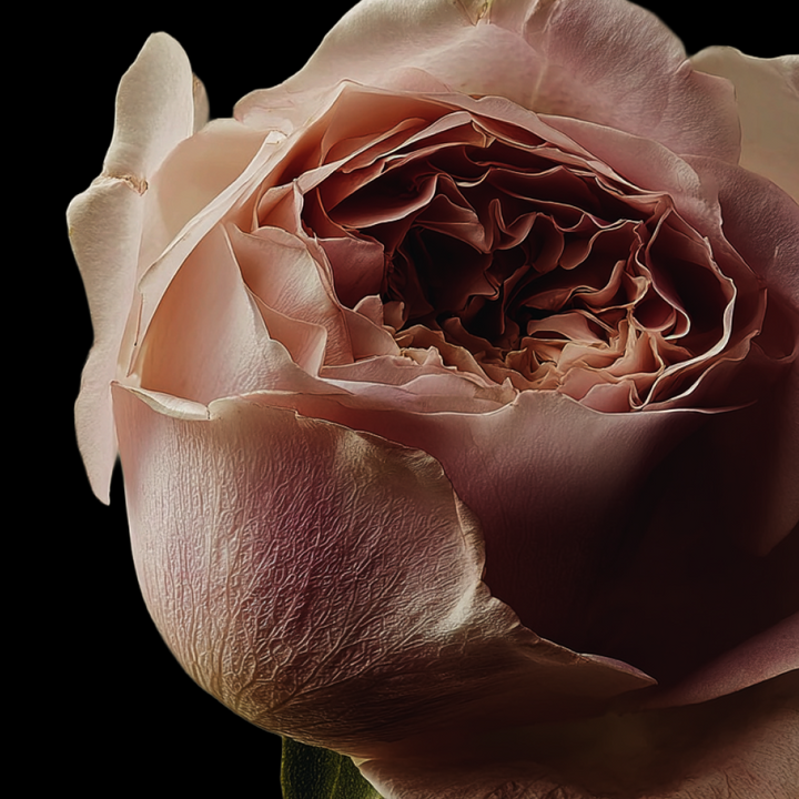 Odyssey Signature Edition Set