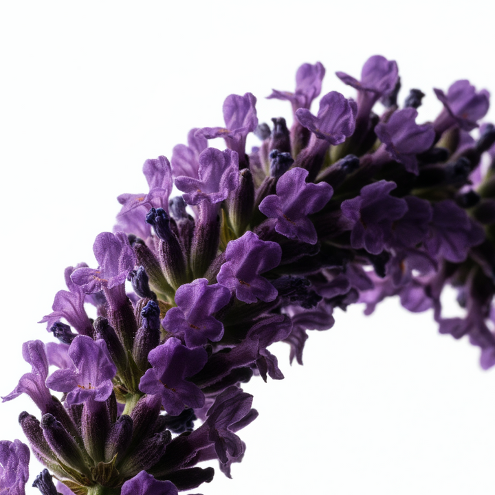 Gaea Hand & Body Cleanser