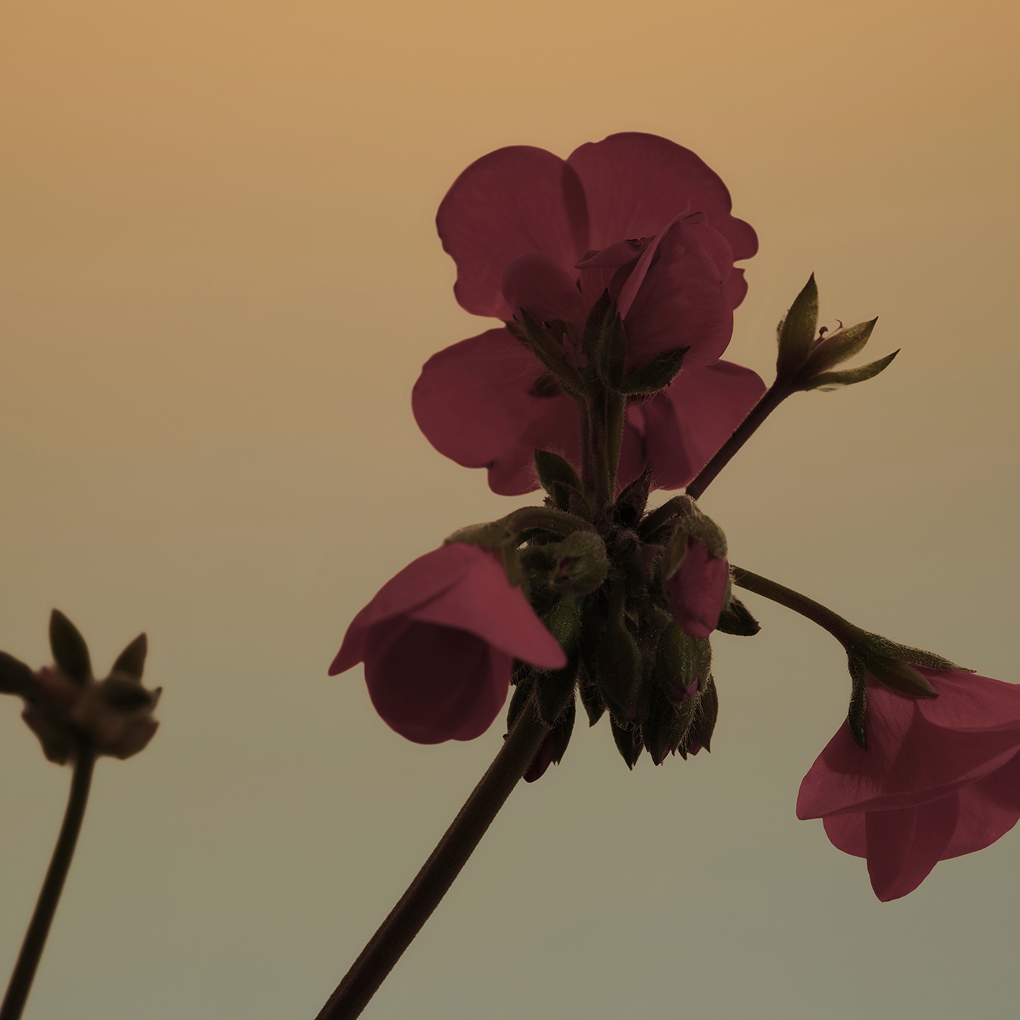 Gaea x Solace Crossover Edition